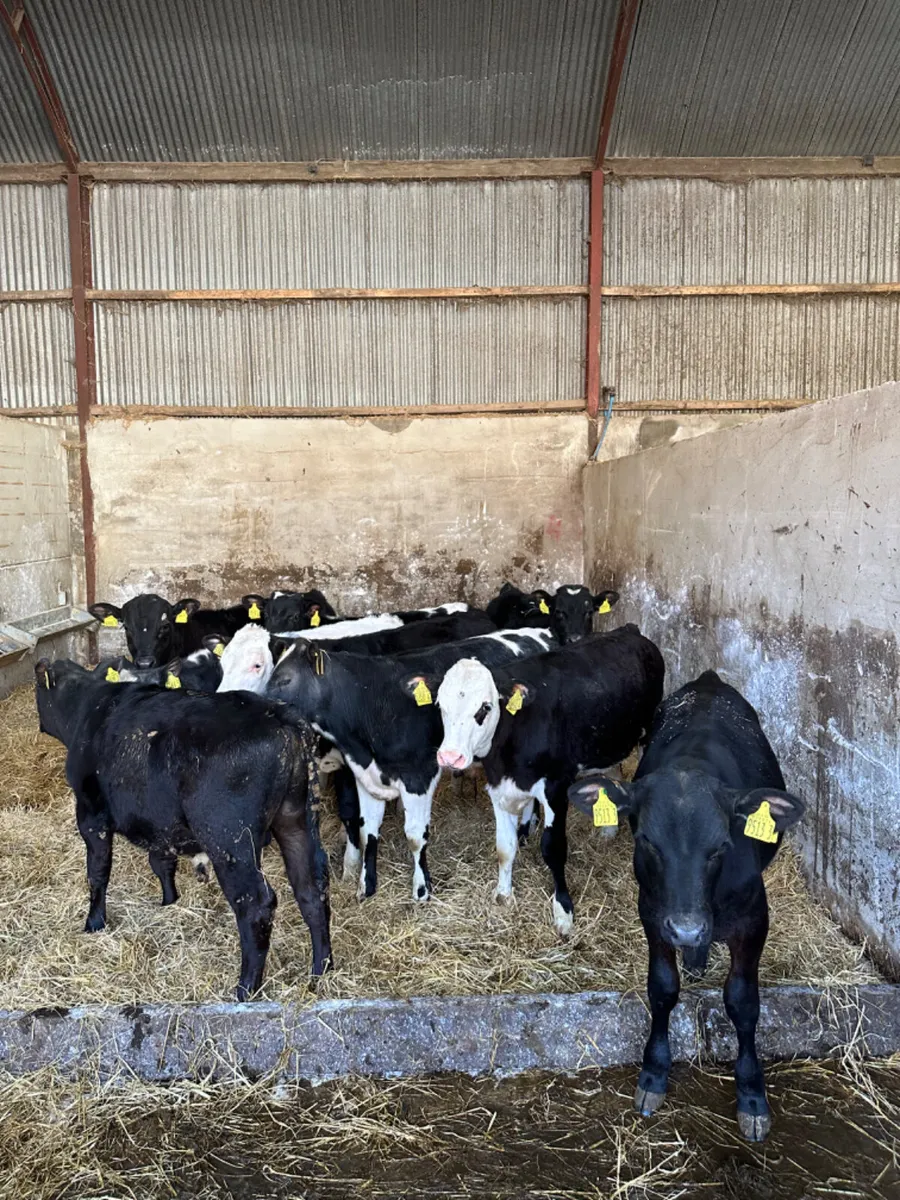 Bulls - Image 2
