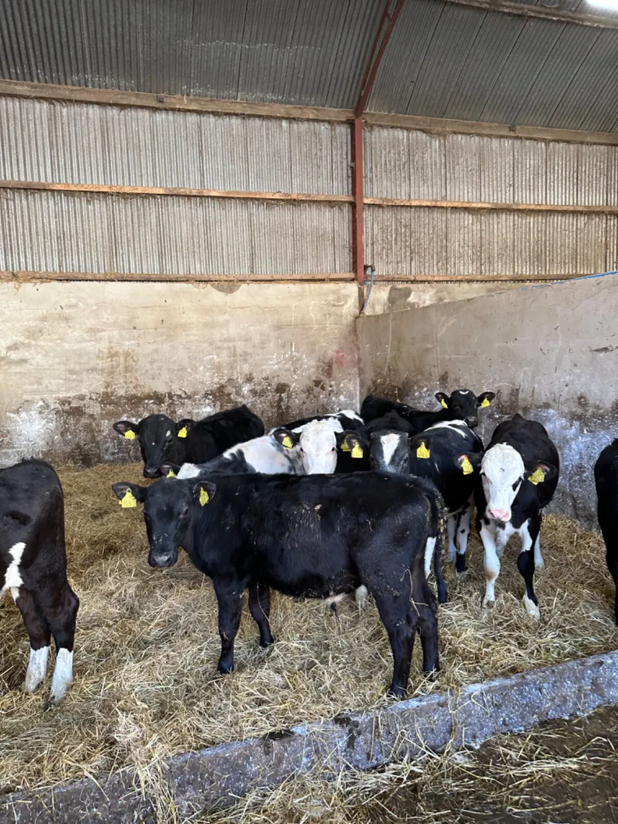Bulls - Image 4