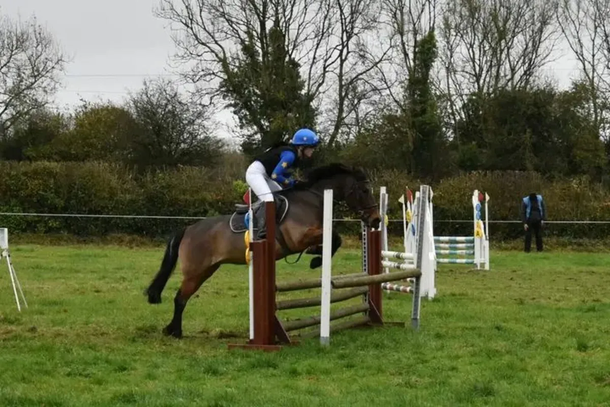 13.2 pony for sale - Image 3