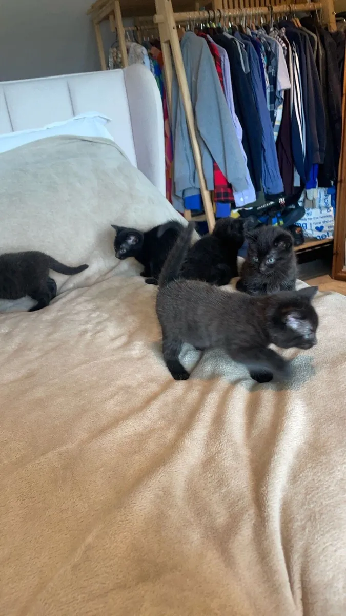 Kittens for sale - Image 2