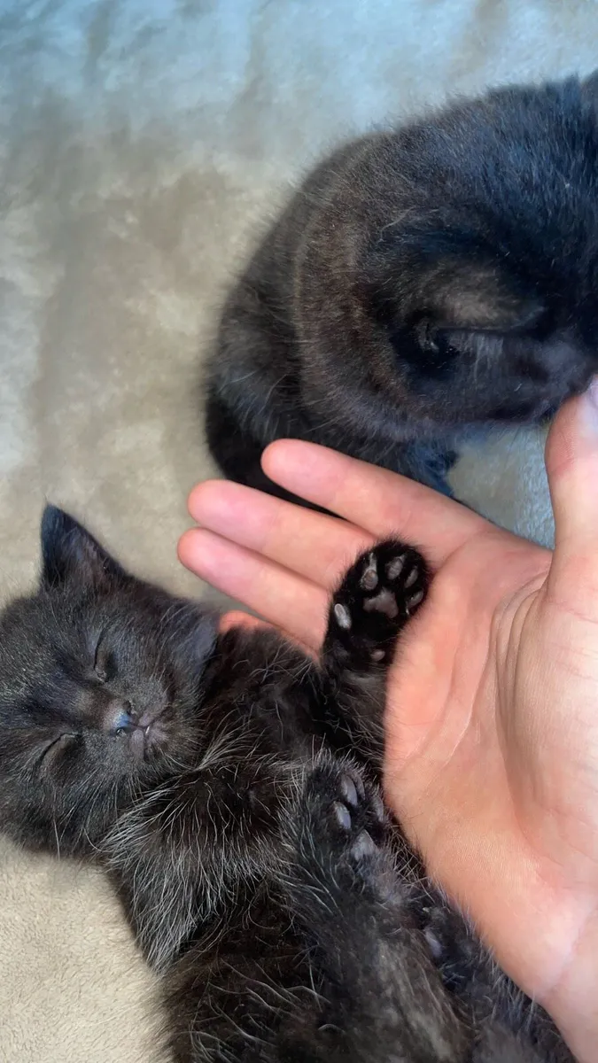 Kittens for sale - Image 1