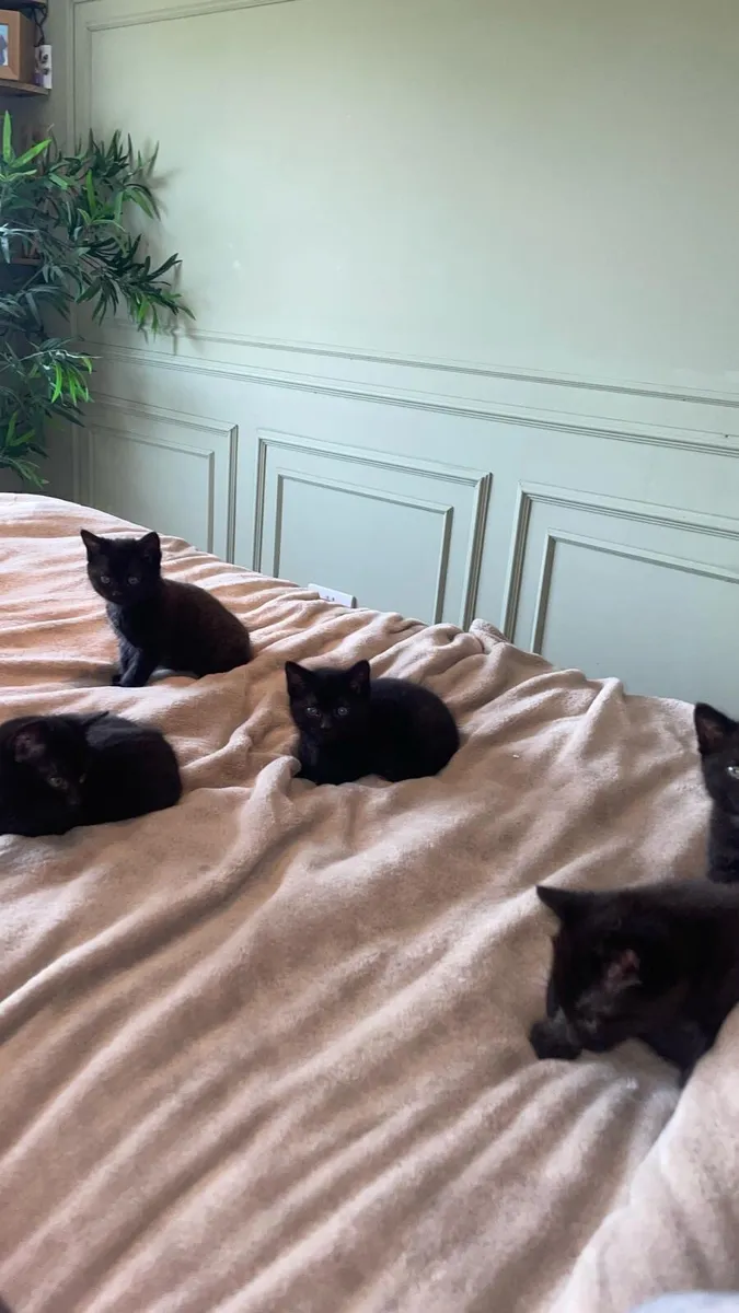 Kittens for sale - Image 3