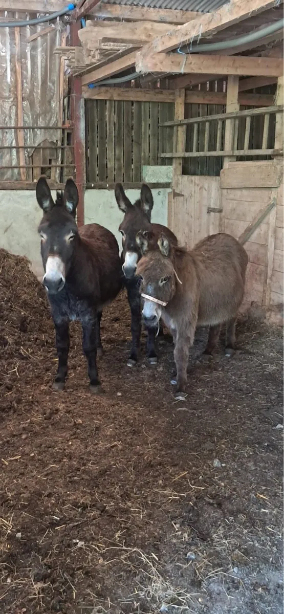 Donkeys