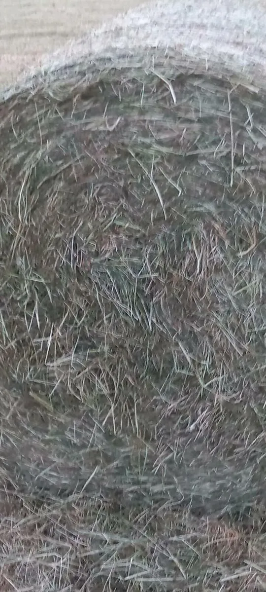 Hay - Image 1