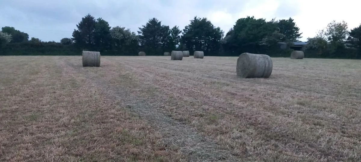 Hay - Image 2