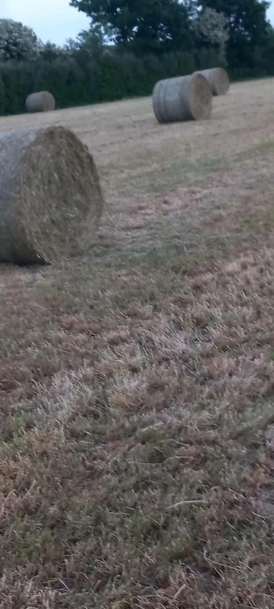 Hay - Image 3