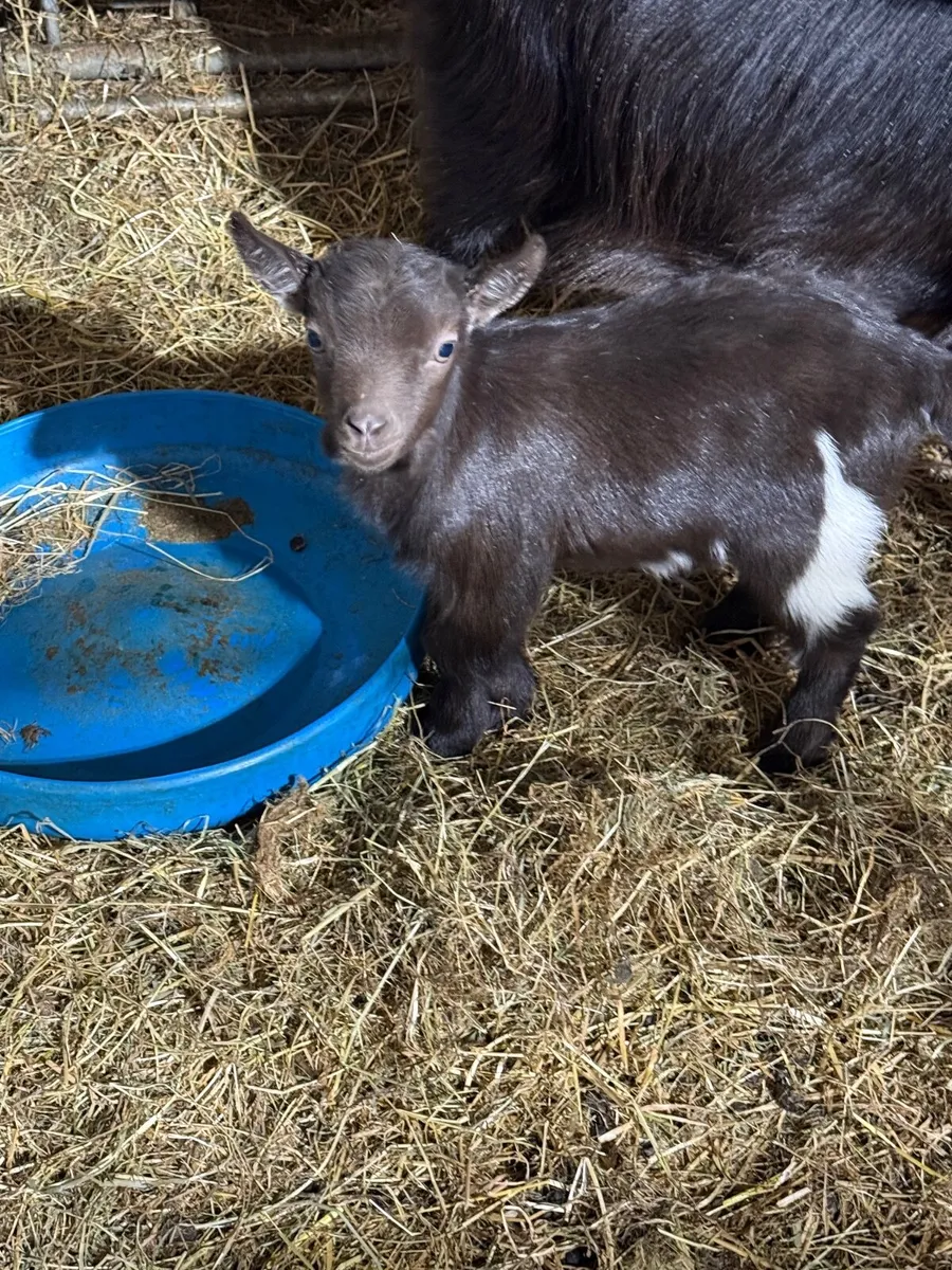 Baby female pygmy kid only 2 weeks old - Image 1