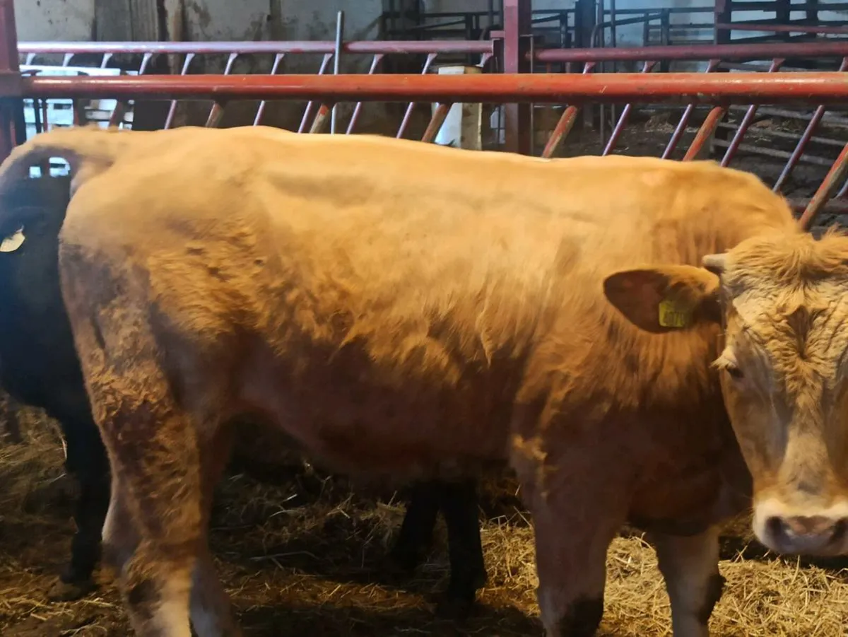 Bulls - Image 1