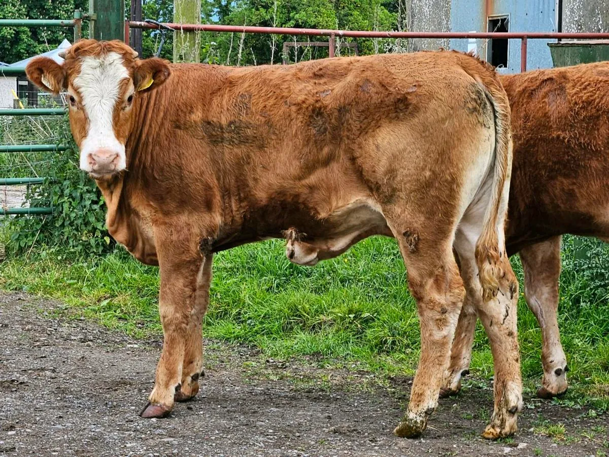 14 smashing heifers for sale - Image 1
