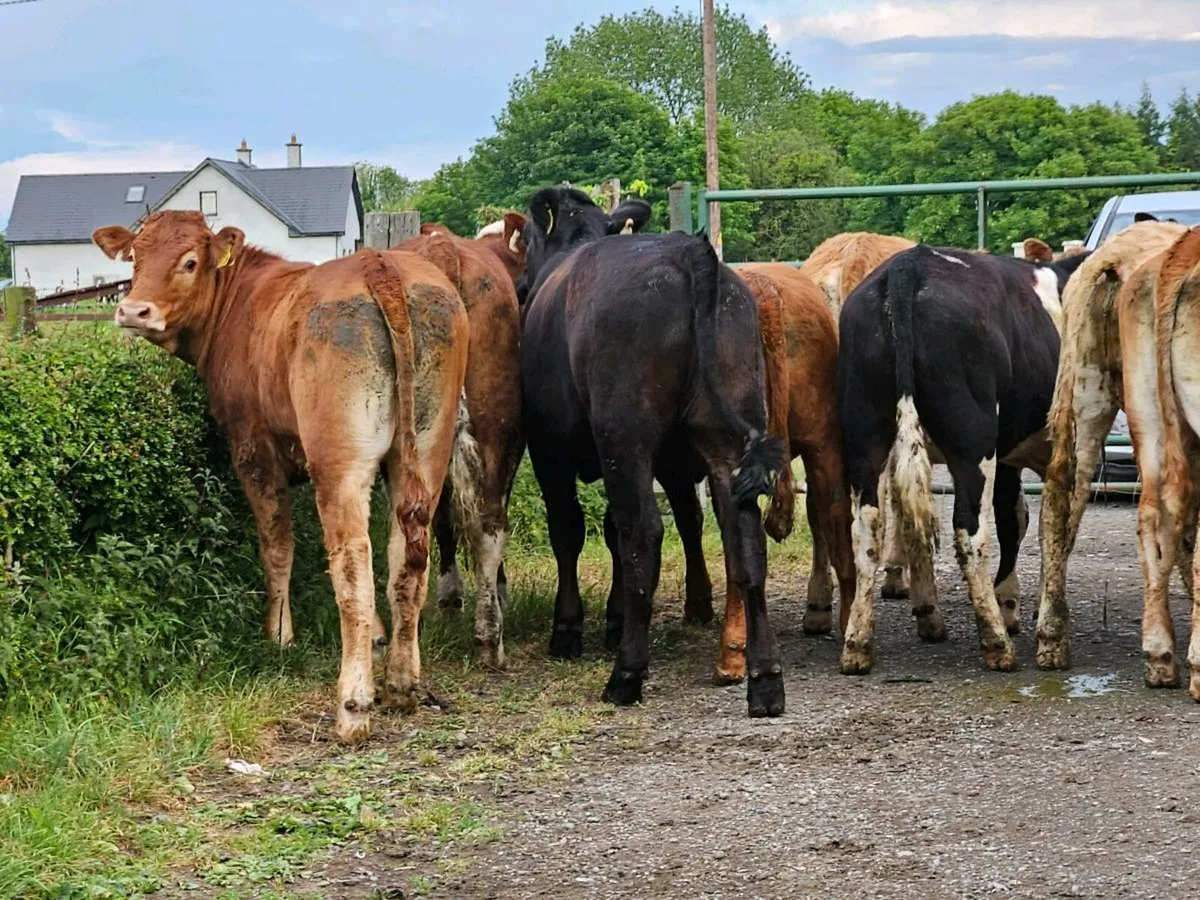14 smashing heifers for sale - Image 2