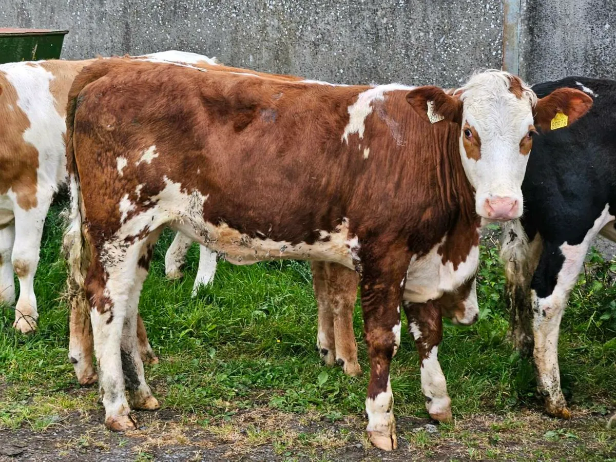 14 smashing heifers for sale - Image 3