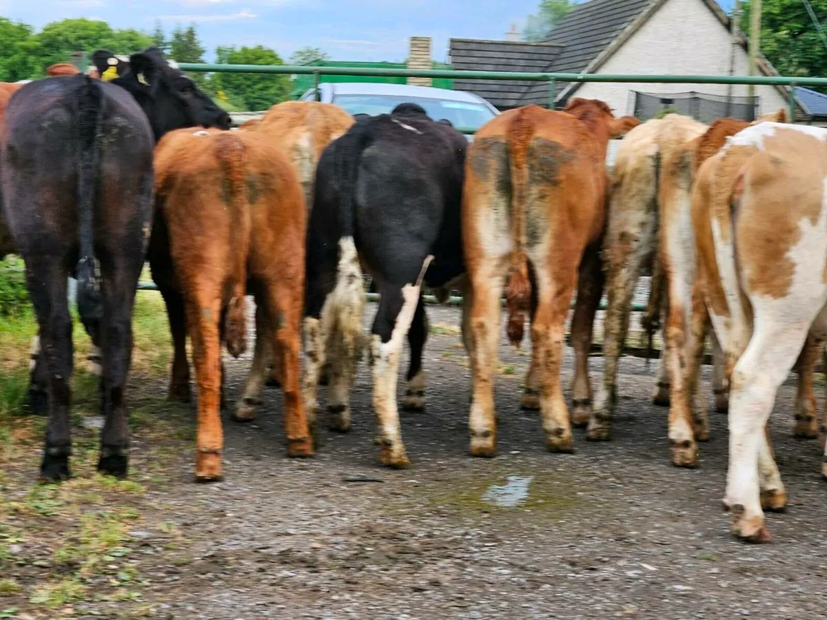 14 smashing heifers for sale - Image 4