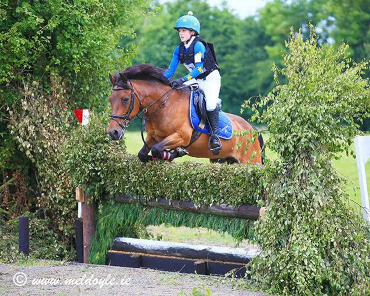 13.2 pony for sale - Image 1