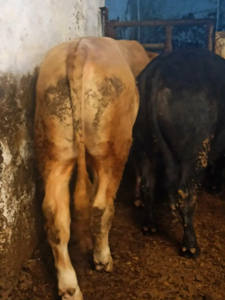 Bulls - Image 2