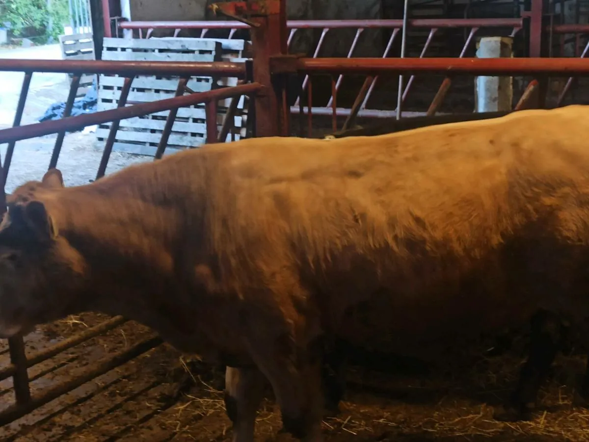 Bulls - Image 3