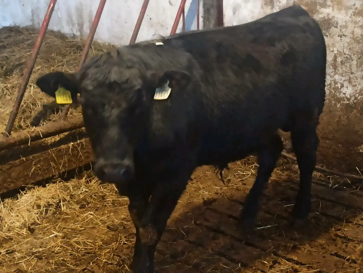 Bulls - Image 4