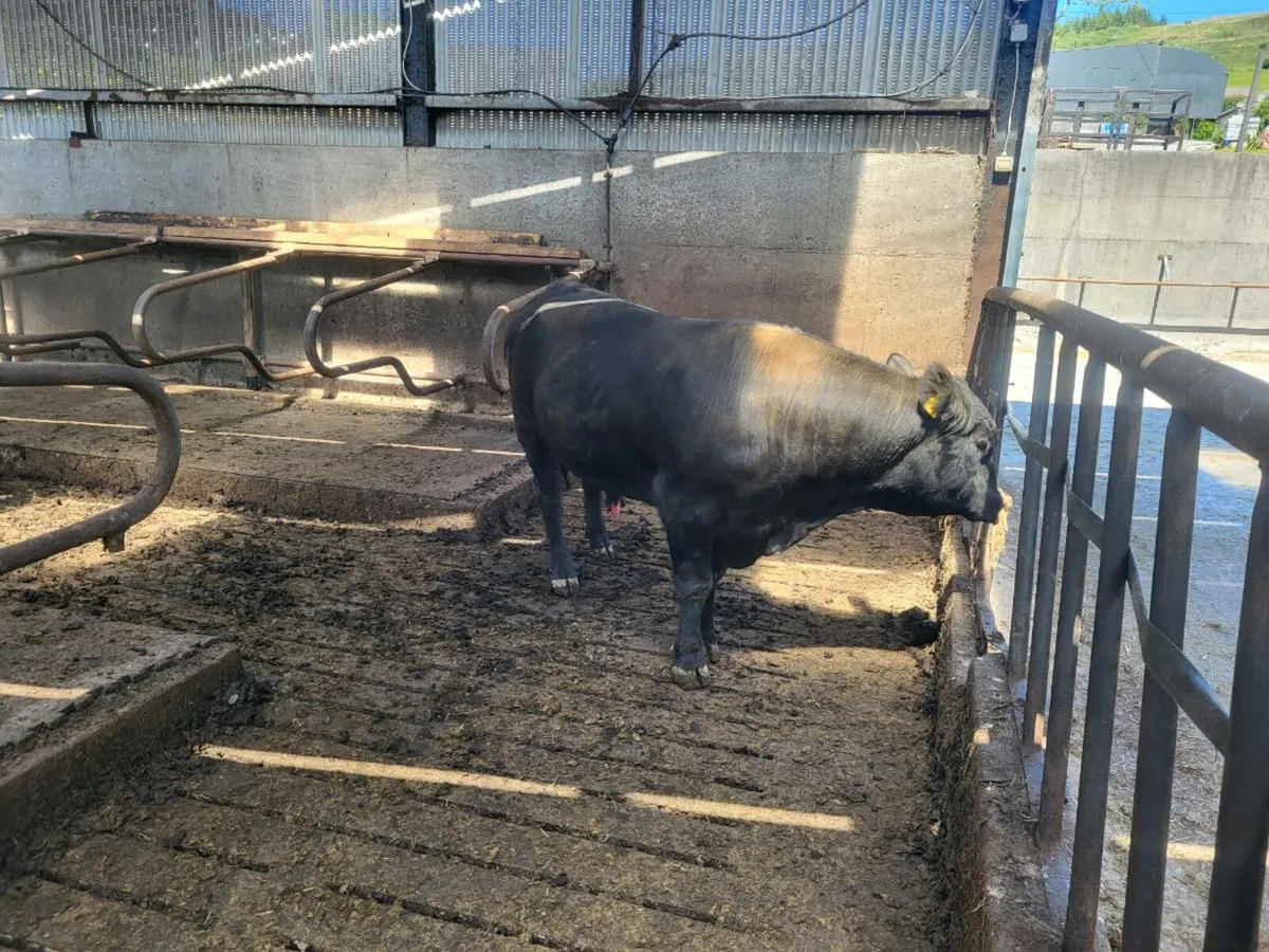 AA Bull - Image 2