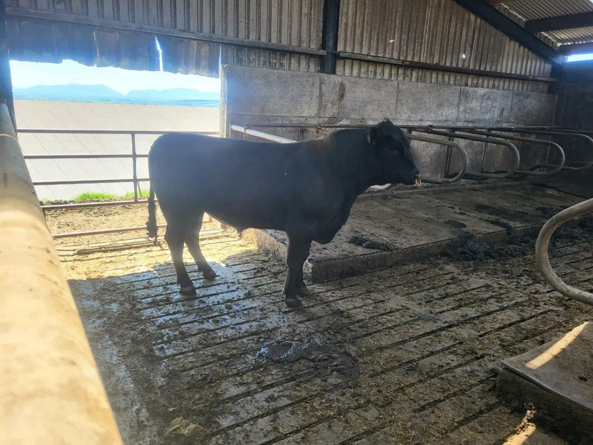 AA Bull - Image 1