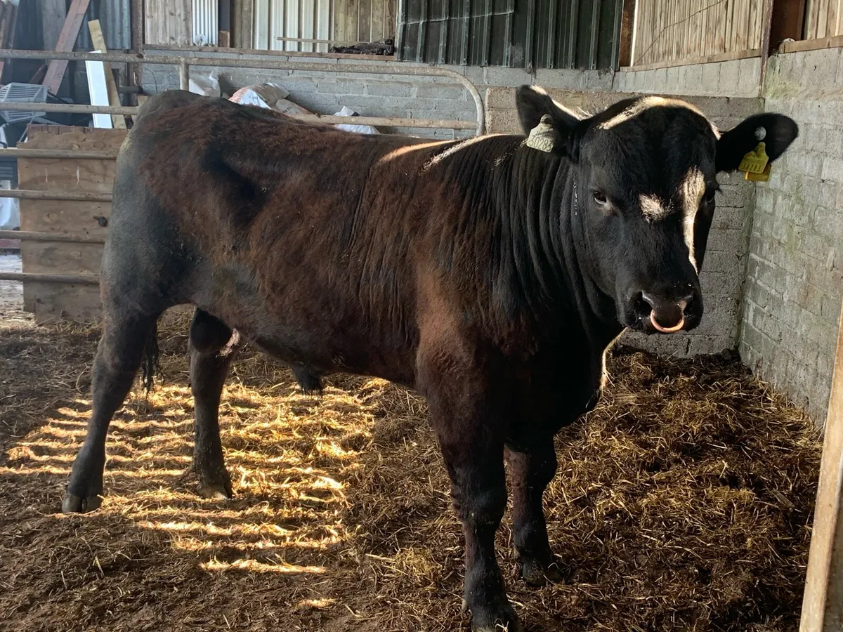 PBR Aberdeen Angus Bull - Image 1