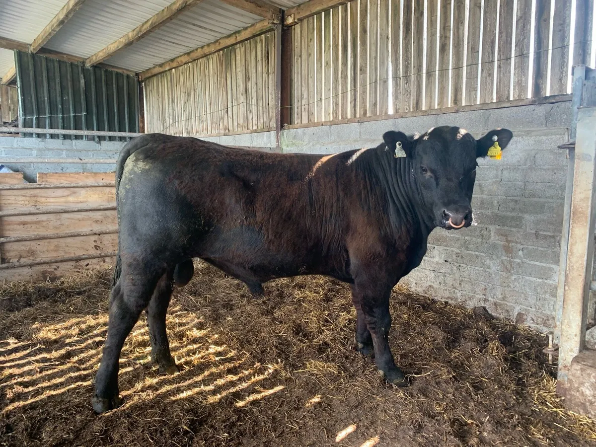 PBR Aberdeen Angus Bull - Image 2