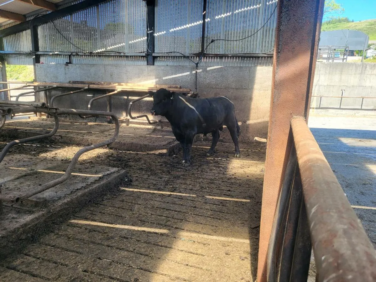 AA Bull - Image 3