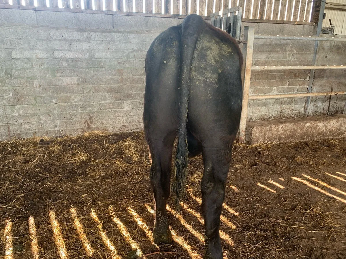 PBR Aberdeen Angus Bull - Image 3