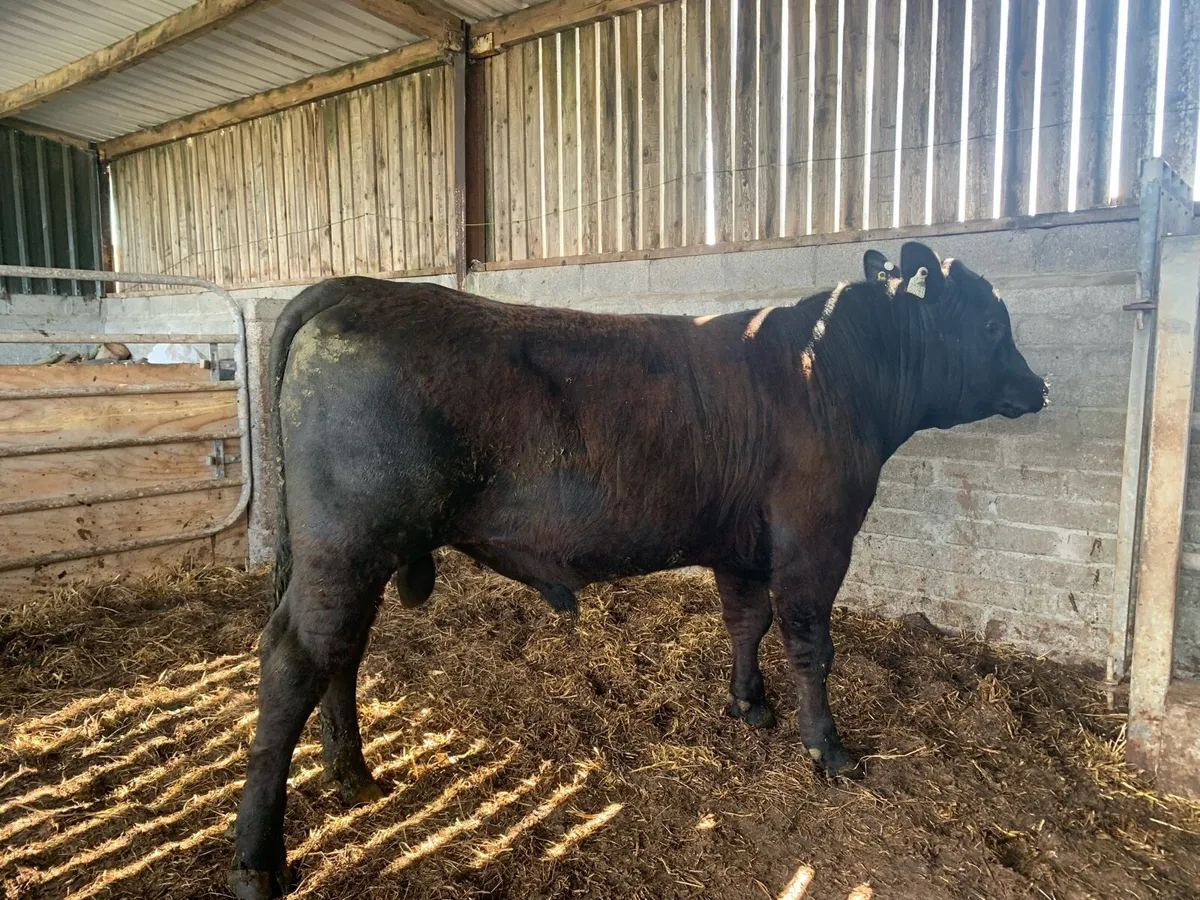 PBR Aberdeen Angus Bull - Image 4