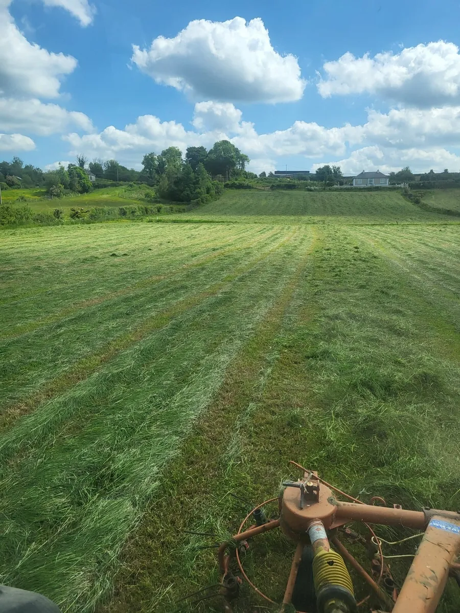 Hay - Image 3