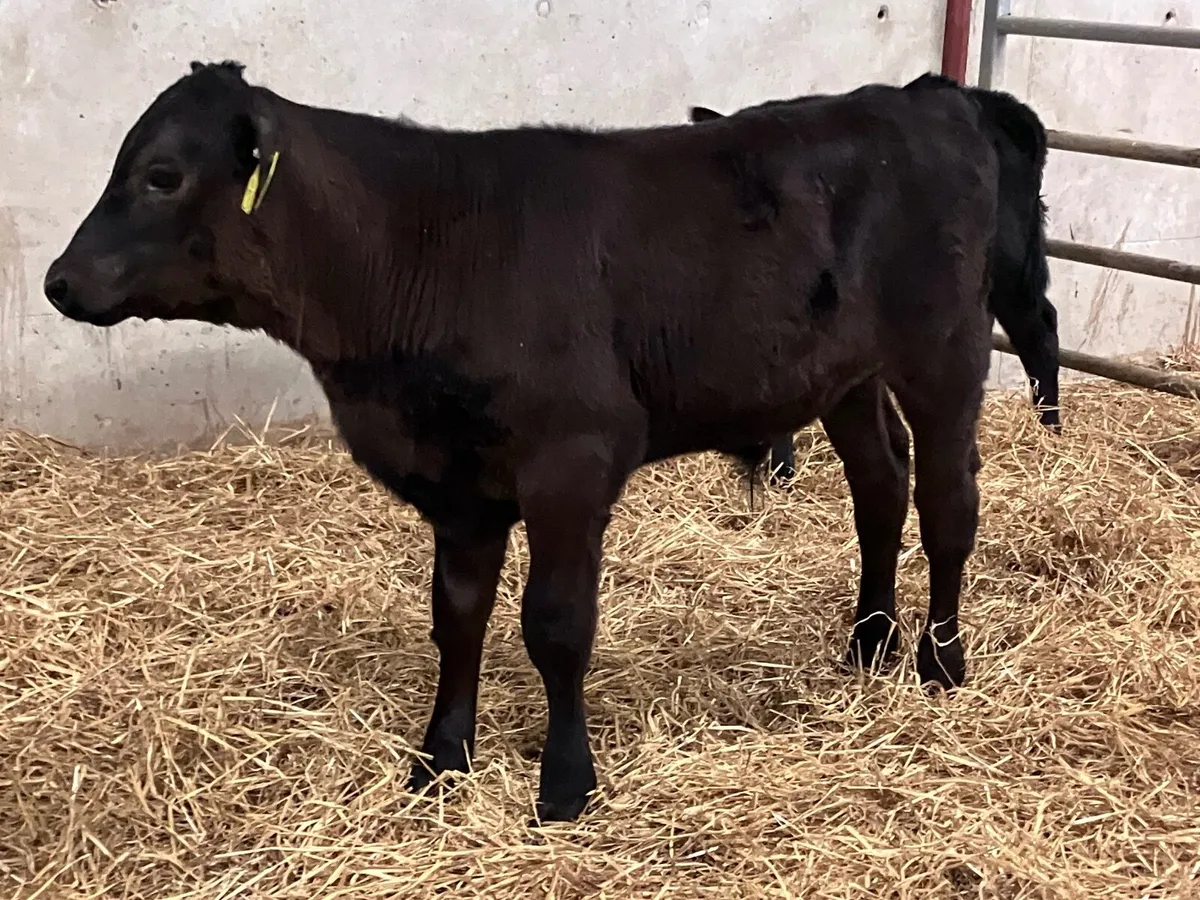 4 smashing reared Angus calves for sale - Image 2