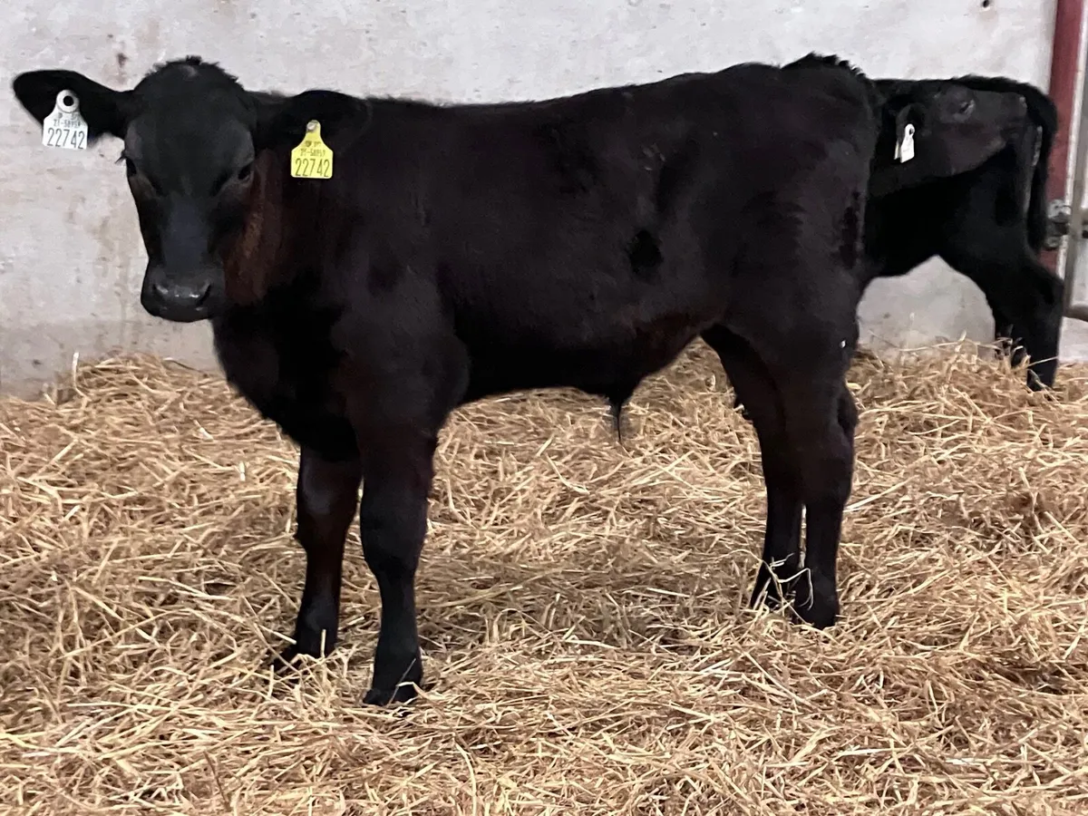 4 smashing reared Angus calves for sale - Image 1