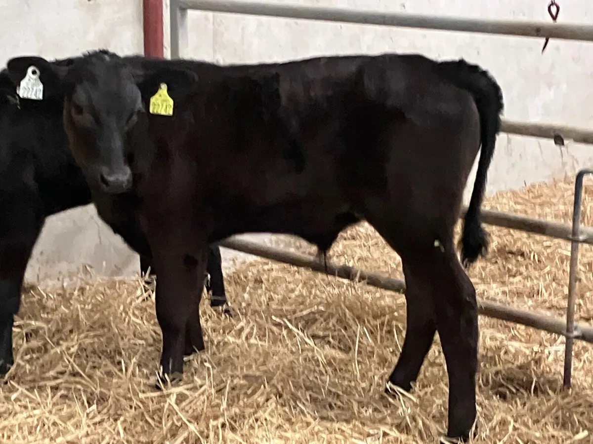 4 smashing reared Angus calves for sale - Image 3