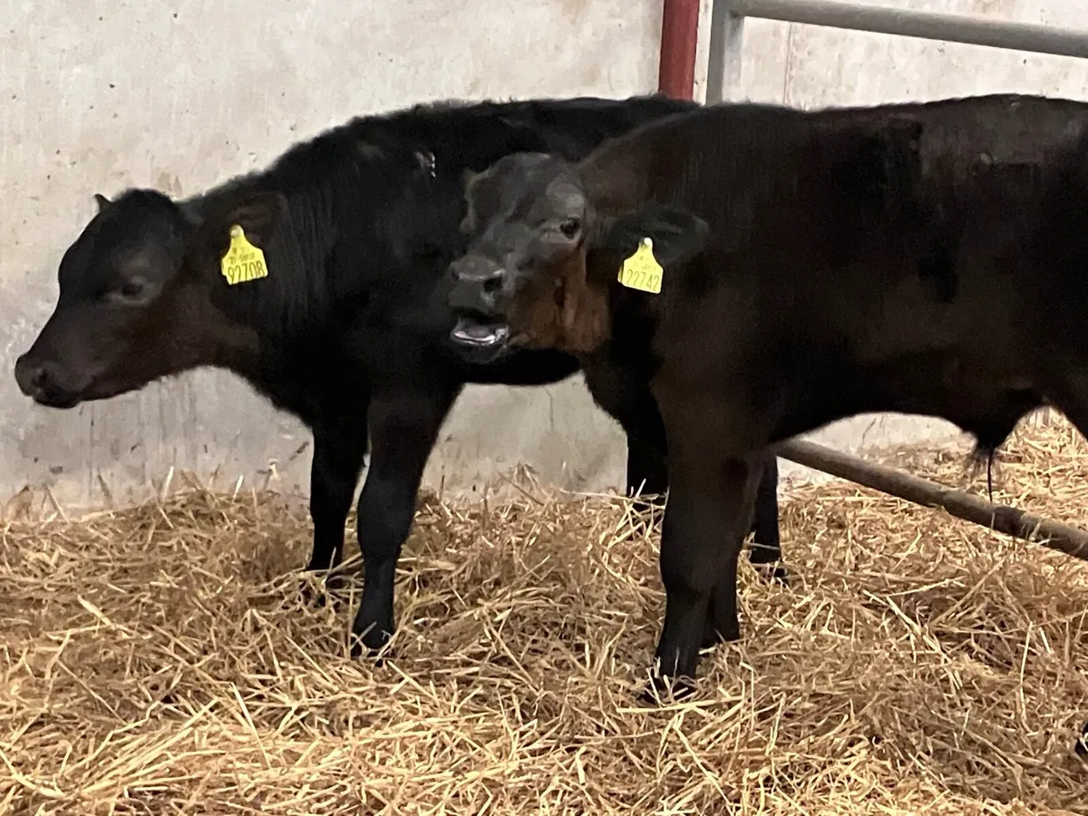 4 smashing reared Angus calves for sale - Image 4