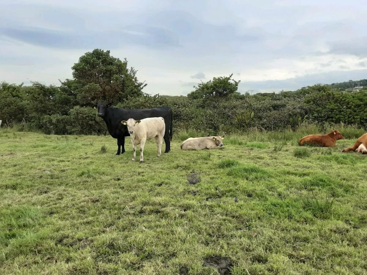Wanted suckler calving in June to 4/5 star bull