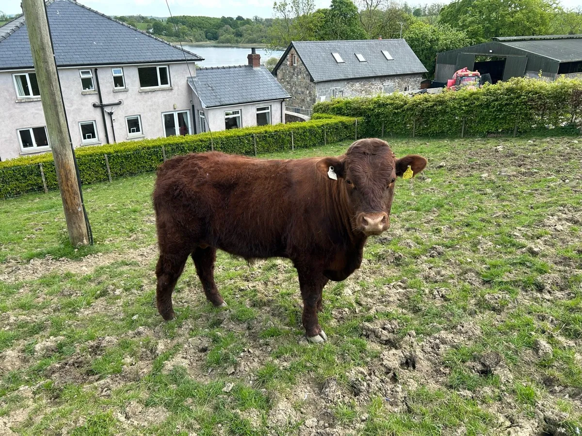 Saler bull - Image 1