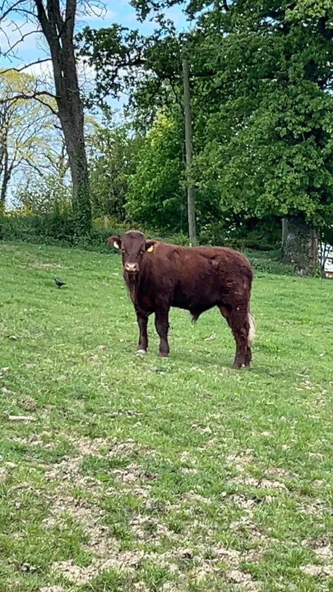 Saler bull - Image 2