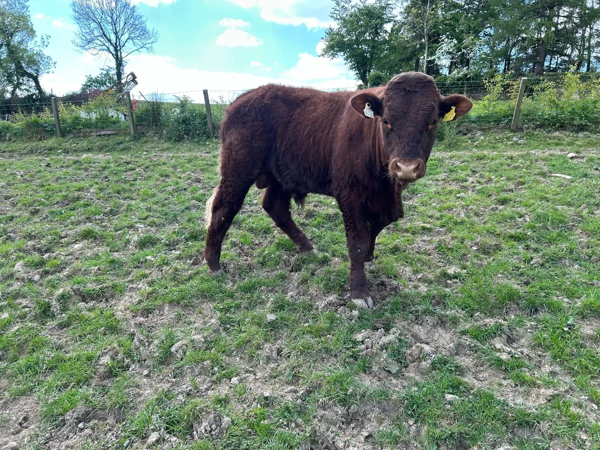 Saler bull - Image 3