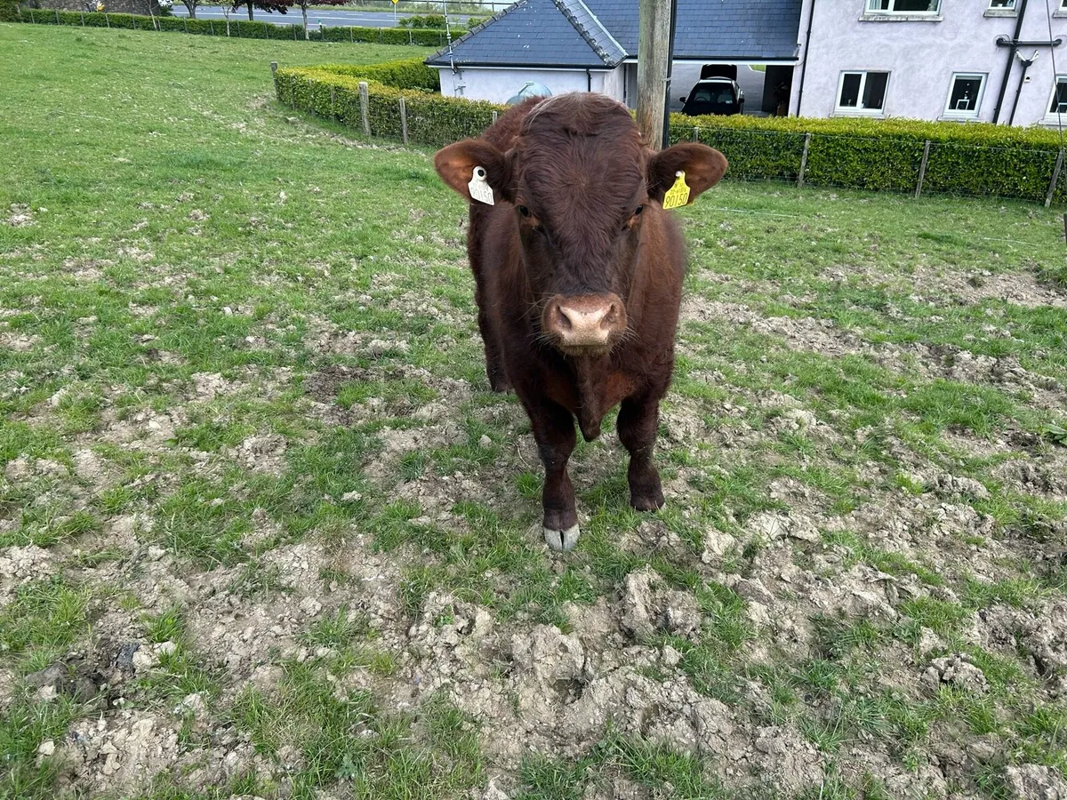 Saler bull - Image 4