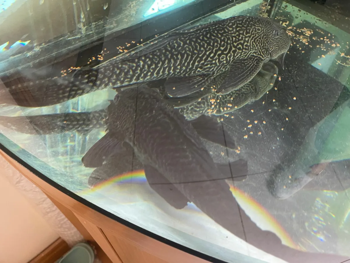 Plecos €50 - Image 1