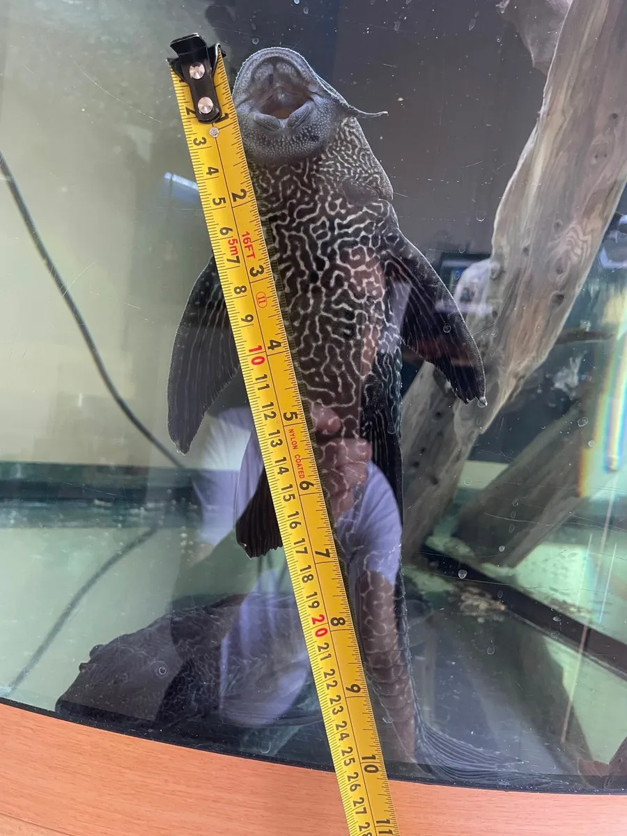 Plecos €50 - Image 2