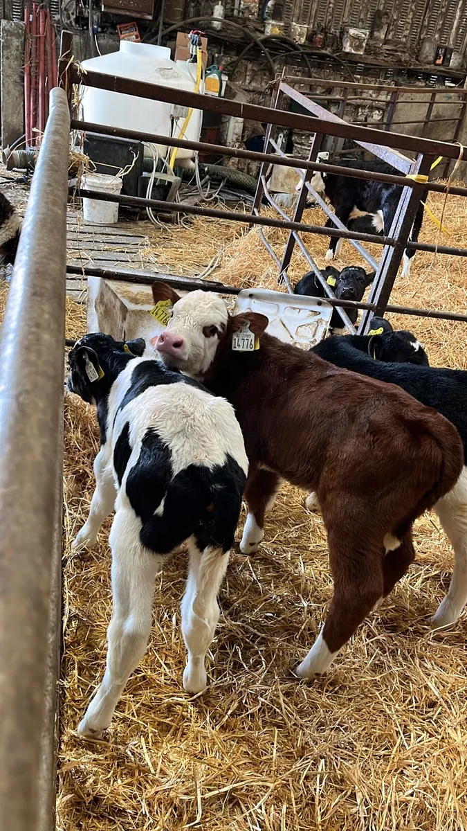 Farm job