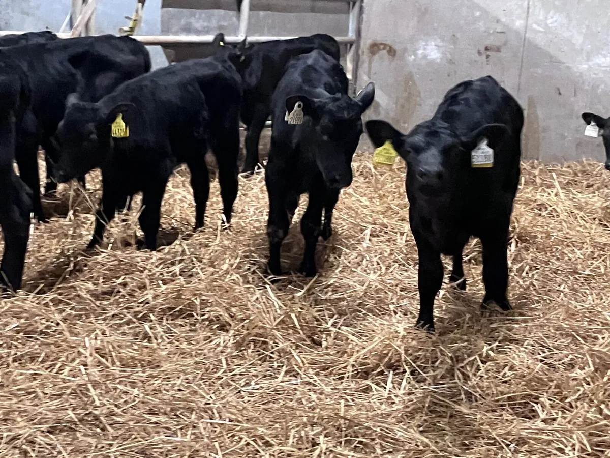 9 strong angus heifer calves for sale - Image 2