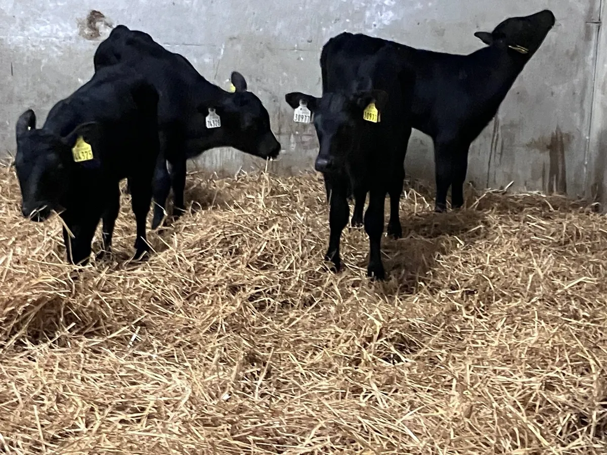 9 strong angus heifer calves for sale - Image 3