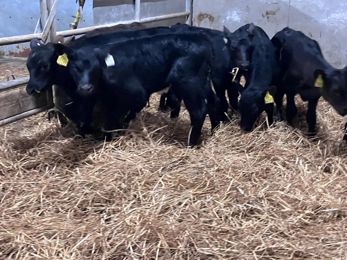 9 strong angus heifer calves for sale - Image 4