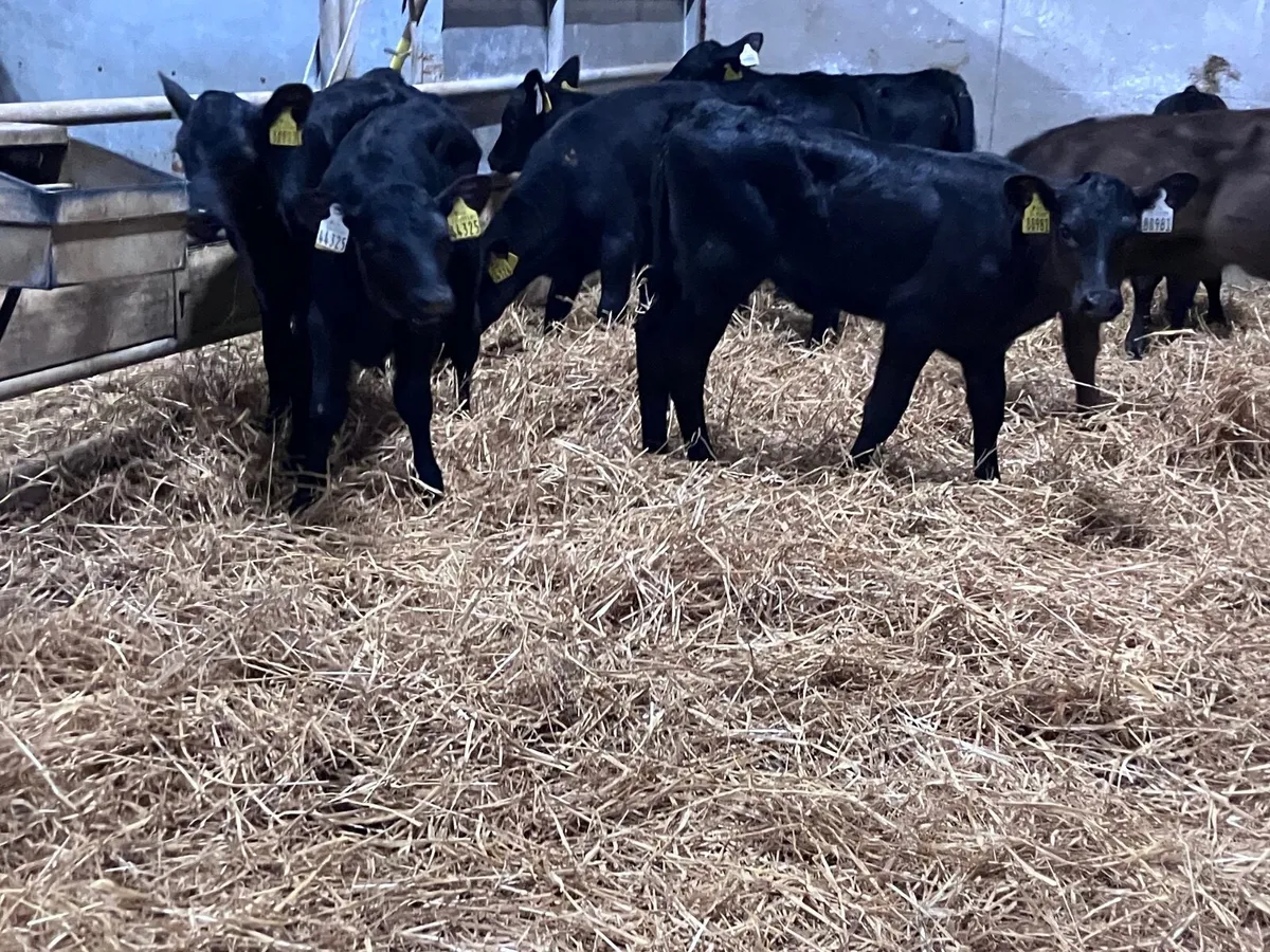 9 strong angus heifer calves for sale - Image 1