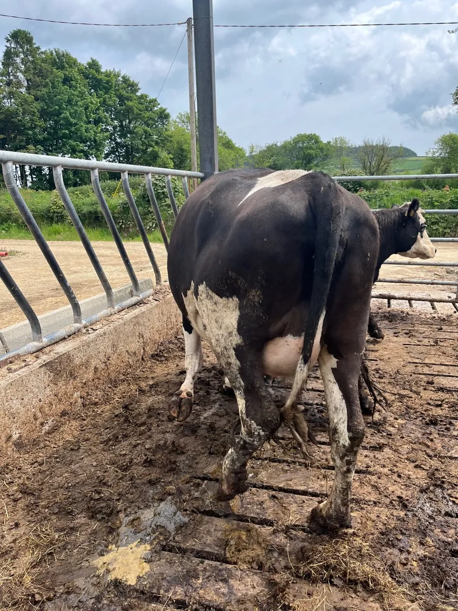 Springing heifer - Image 1