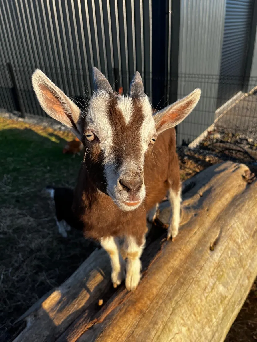Billy goat - Image 1