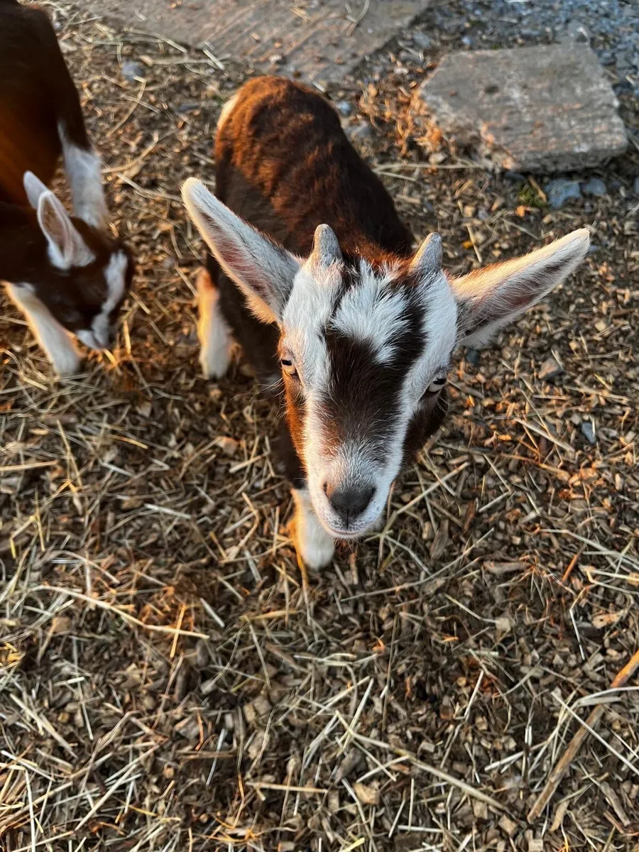 Billy goat - Image 2