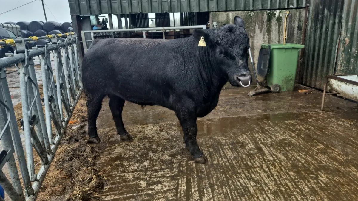 Angus bulls - Image 1