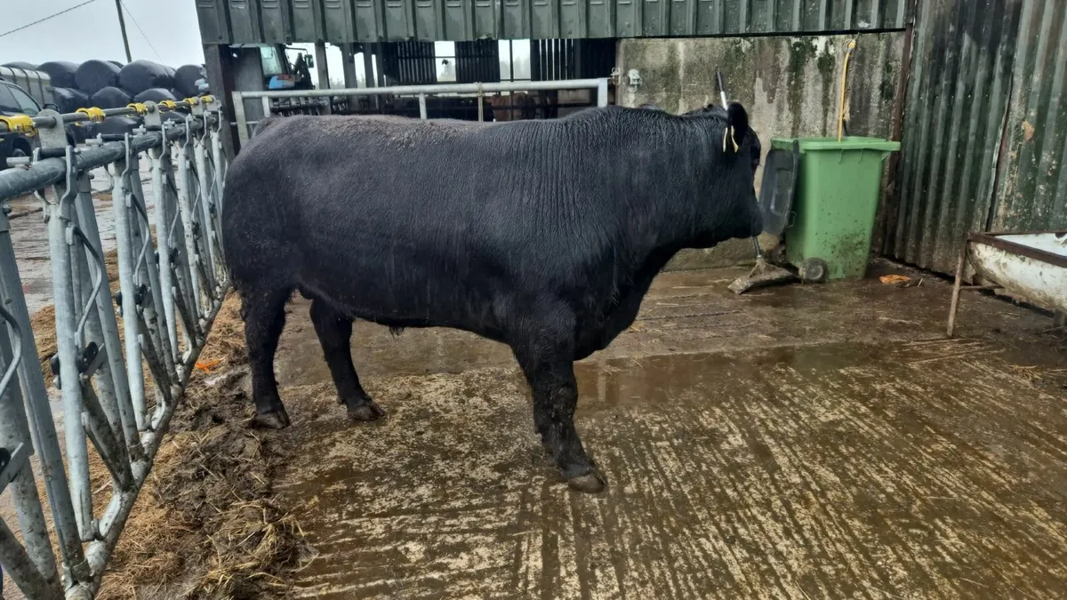Angus bulls - Image 2