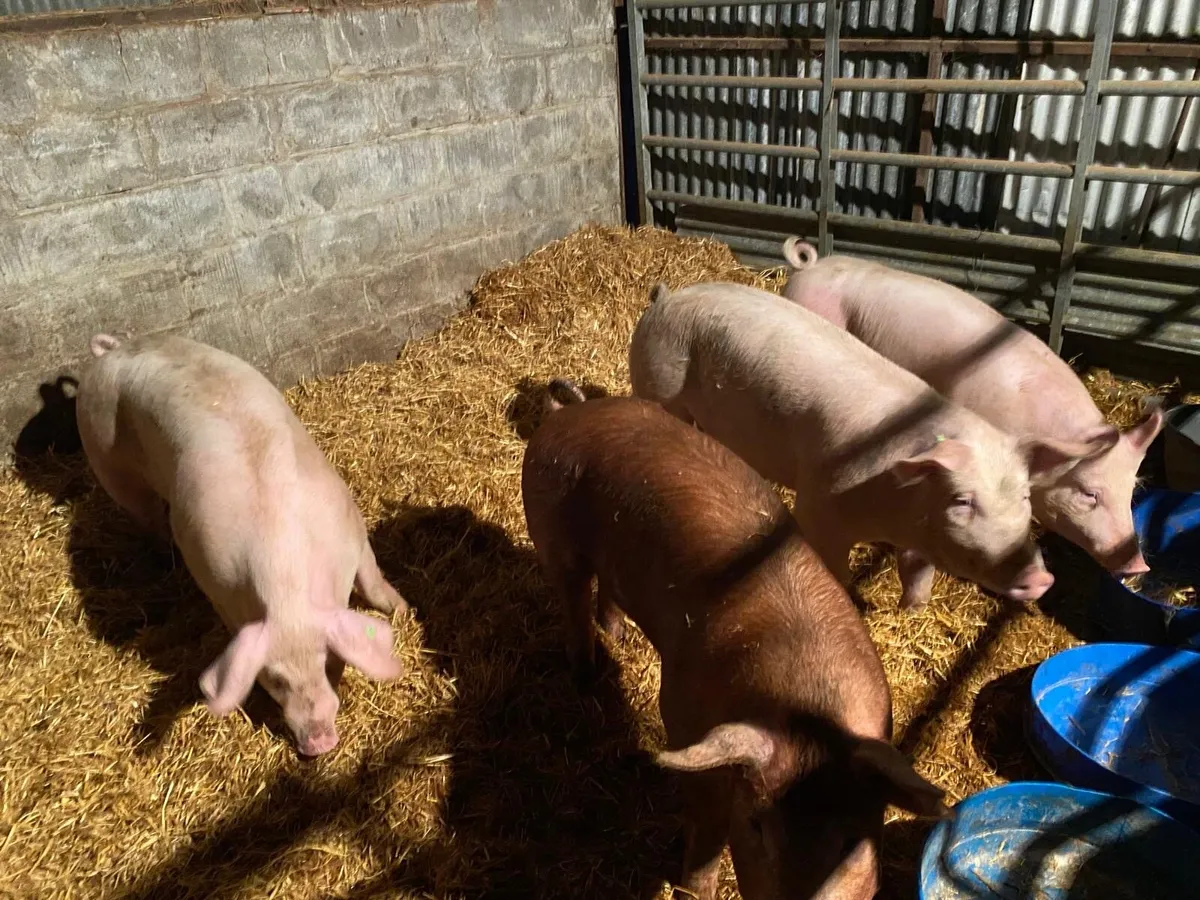 Organic pigs - Image 2
